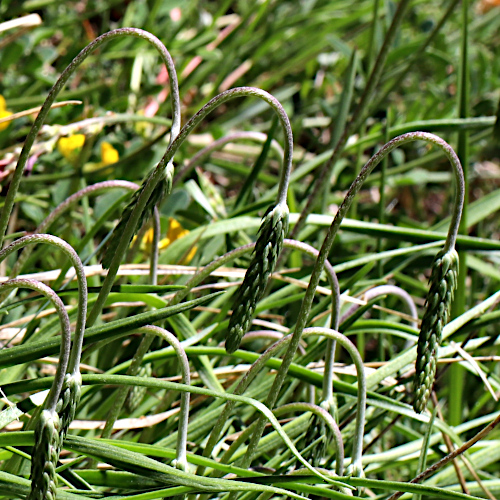 Schlangen-Wegerich / Plantago serpentina